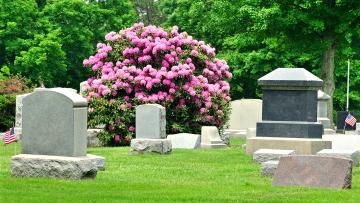  Group of different monuments with pink flowering bush in the background.